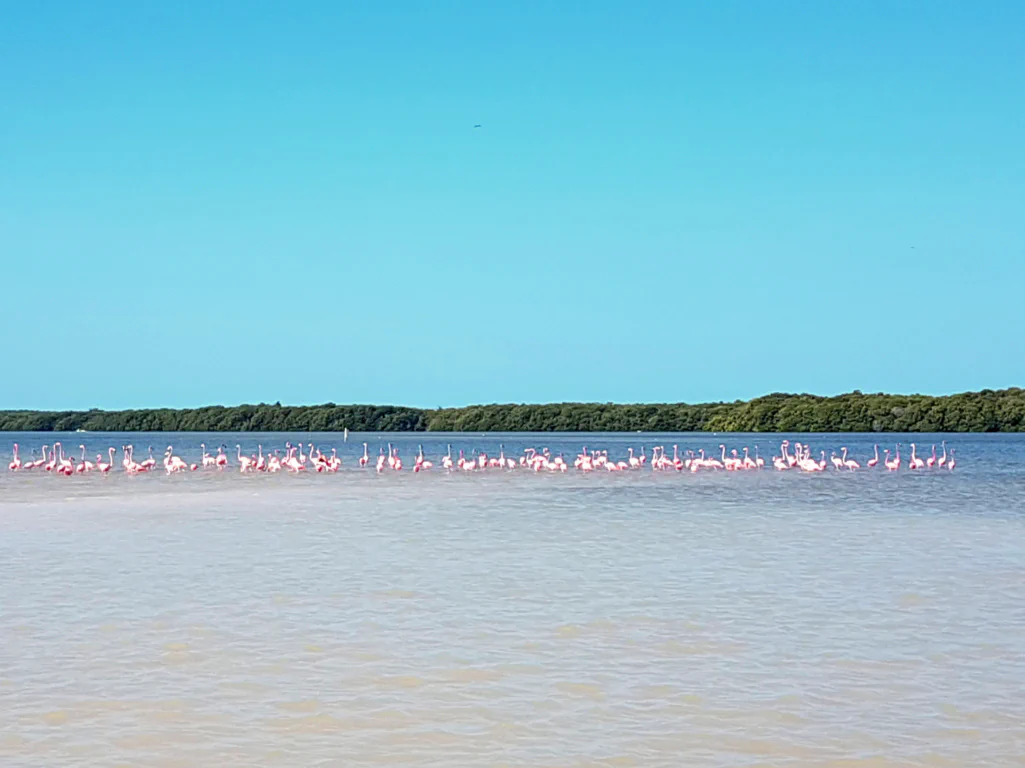 Flamingo-Scharen in der Lagune