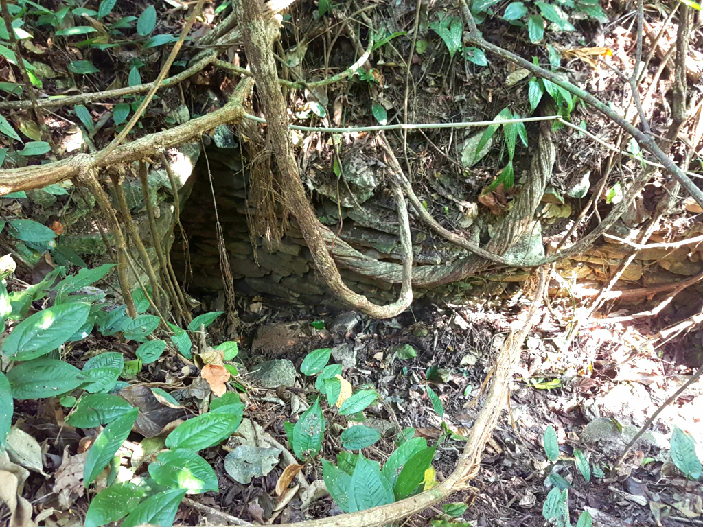 Etwas schwer zu erkennen: der Eingang zu einem vom Dschungel verschlungenen Gebäude