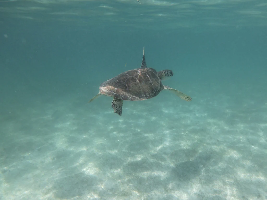 Schildkröte beim Schnorcheln entdeckt!