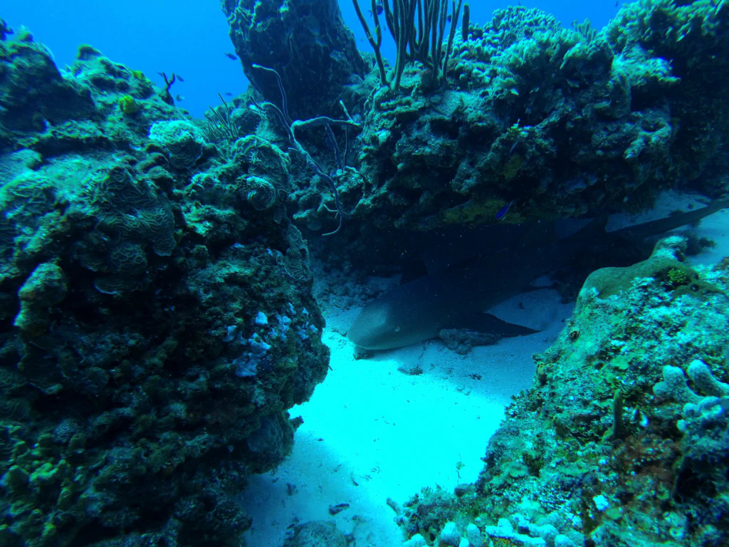 Schlafender Hai am Meeresgrund