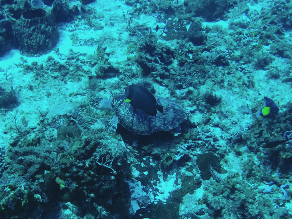 Unterwasserwelt vor Cozumel