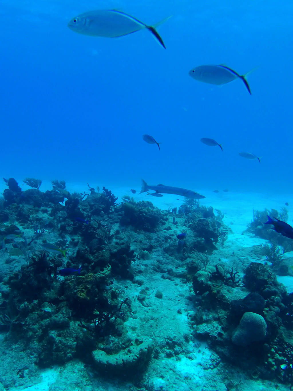 Fischschwarm im Riff