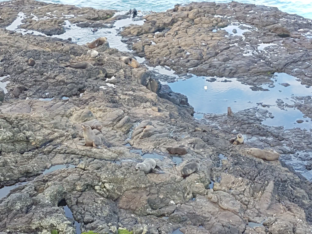 Seehunde - wenn man ganz genau hinschaut