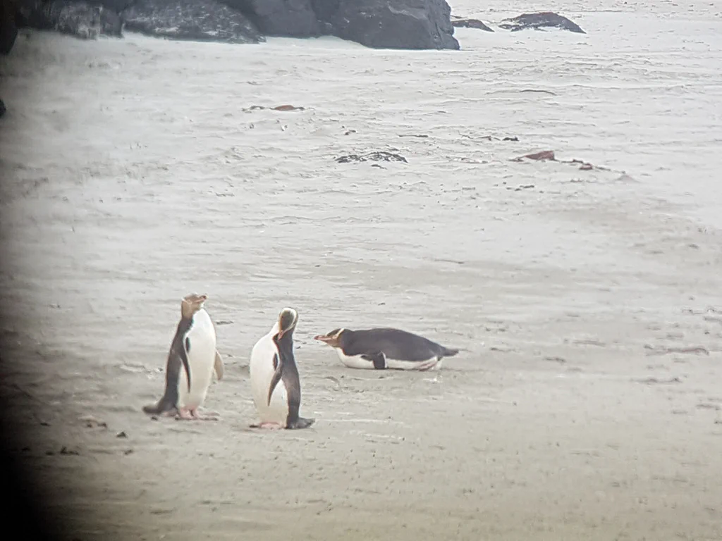 Gelbaugen-Pinguine