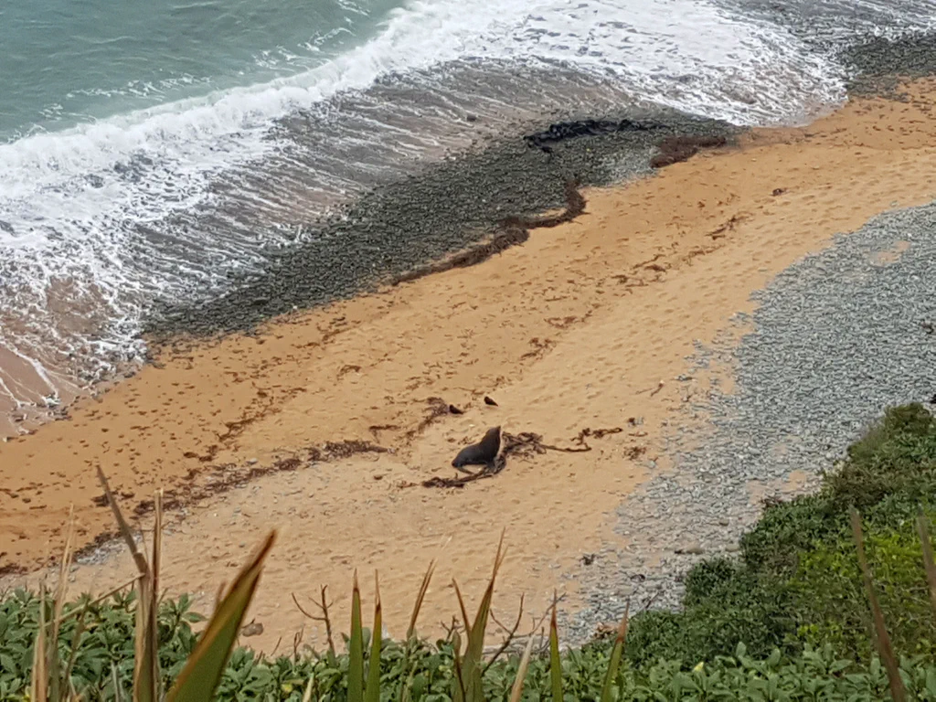 Bushy Beach mit Seehund