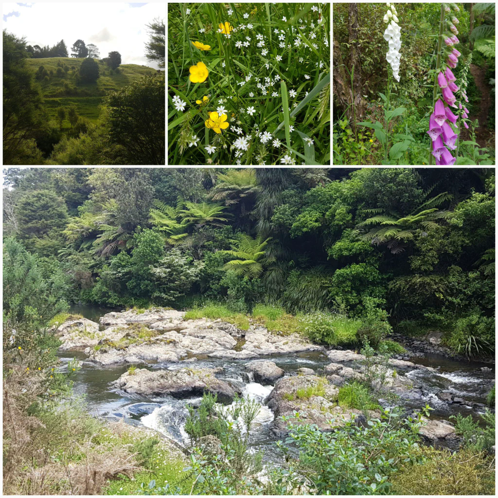 Zurueck im Regenwald