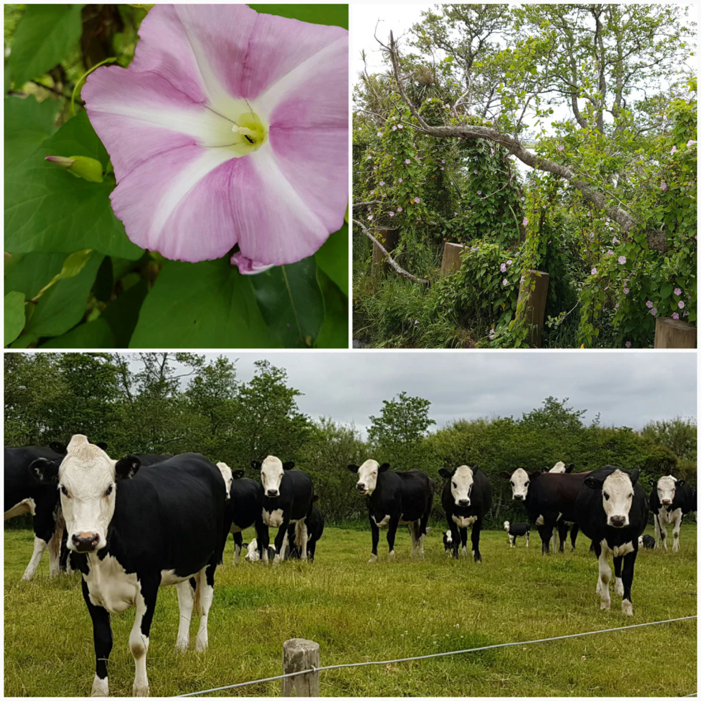 Abends auf der Wiese