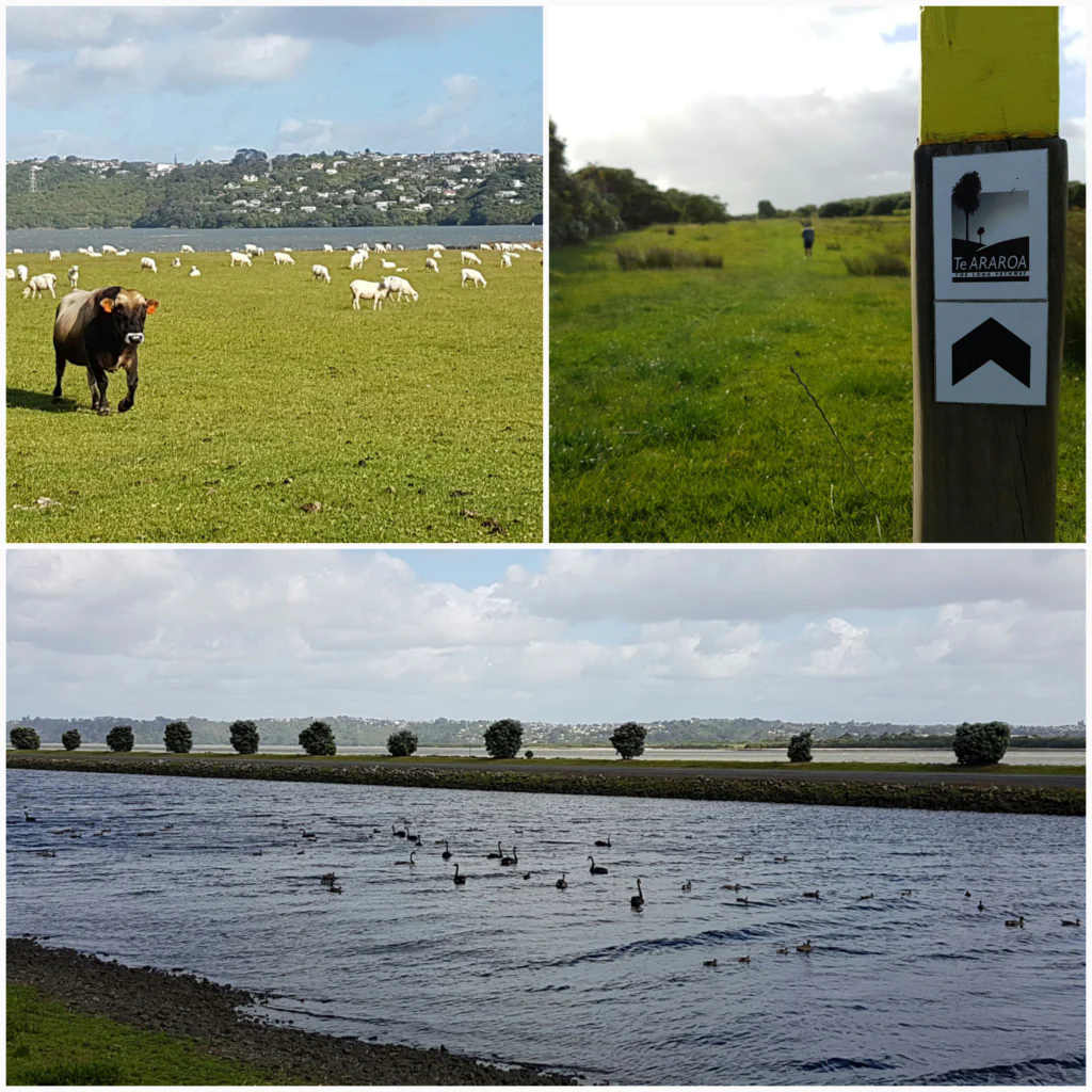 Schafe im Morgenlicht