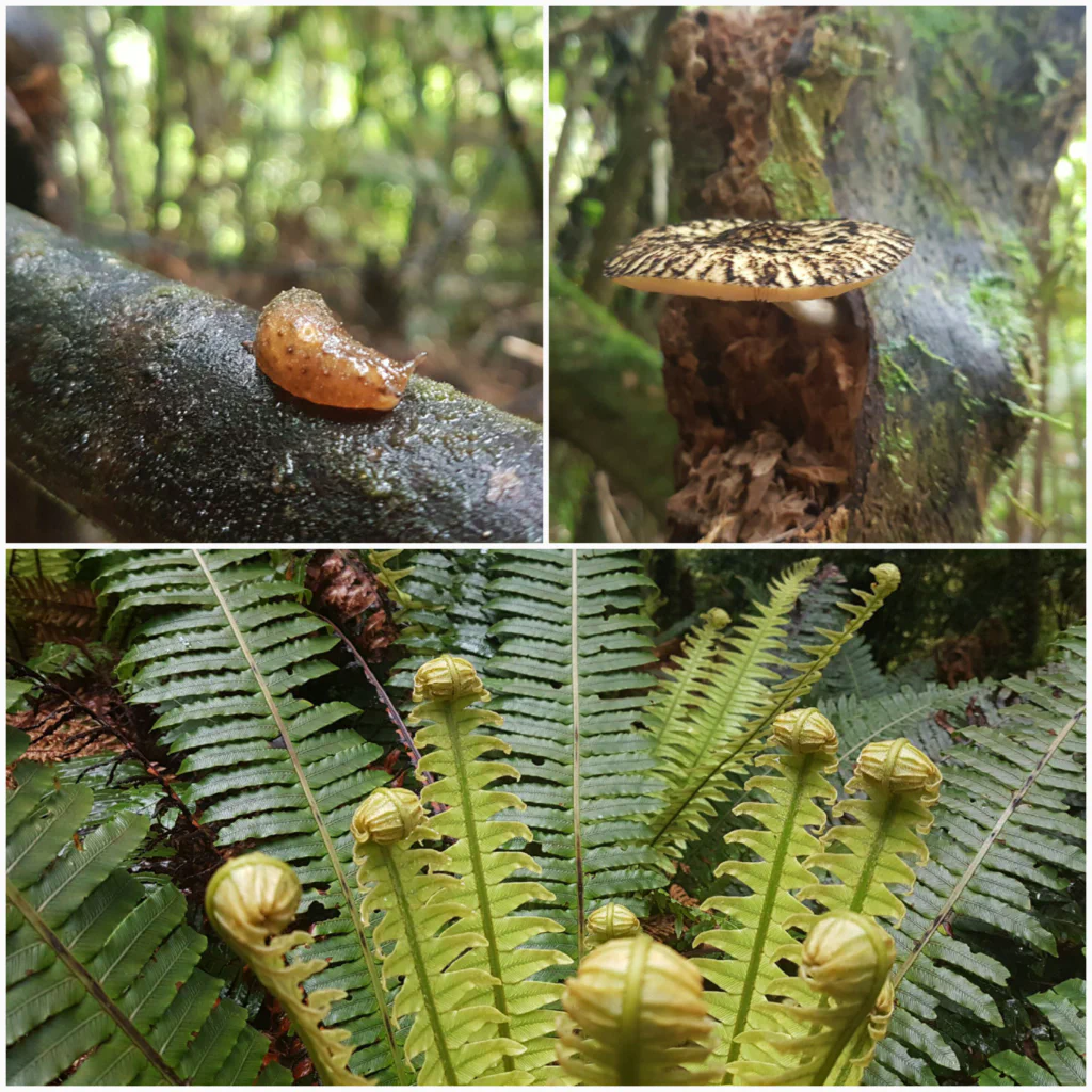 Maerchenhafte Waldstimmung