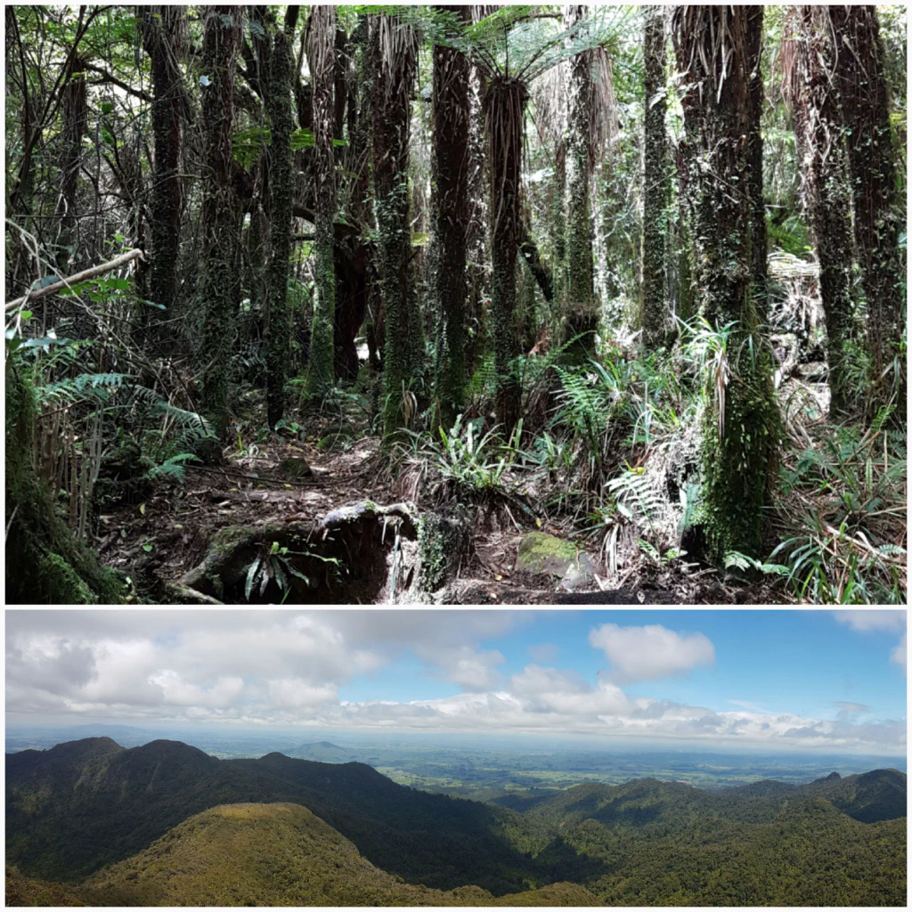 Aufstieg zum Pirongia Gipfel