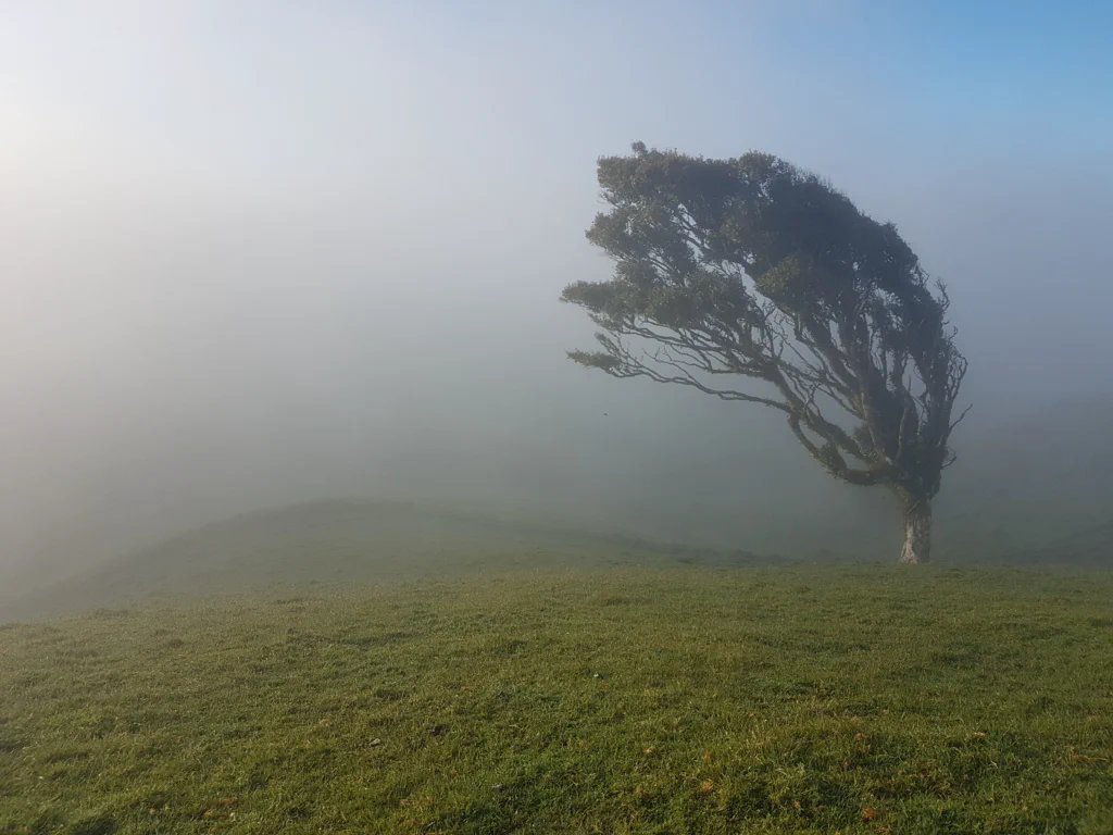 Neblige Morgenstimmung