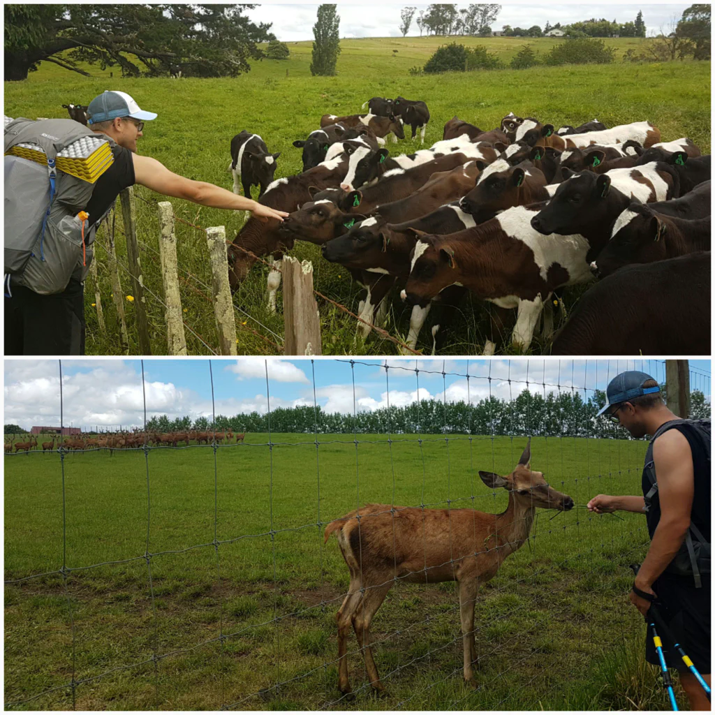 Gruene Huegel und Schafe