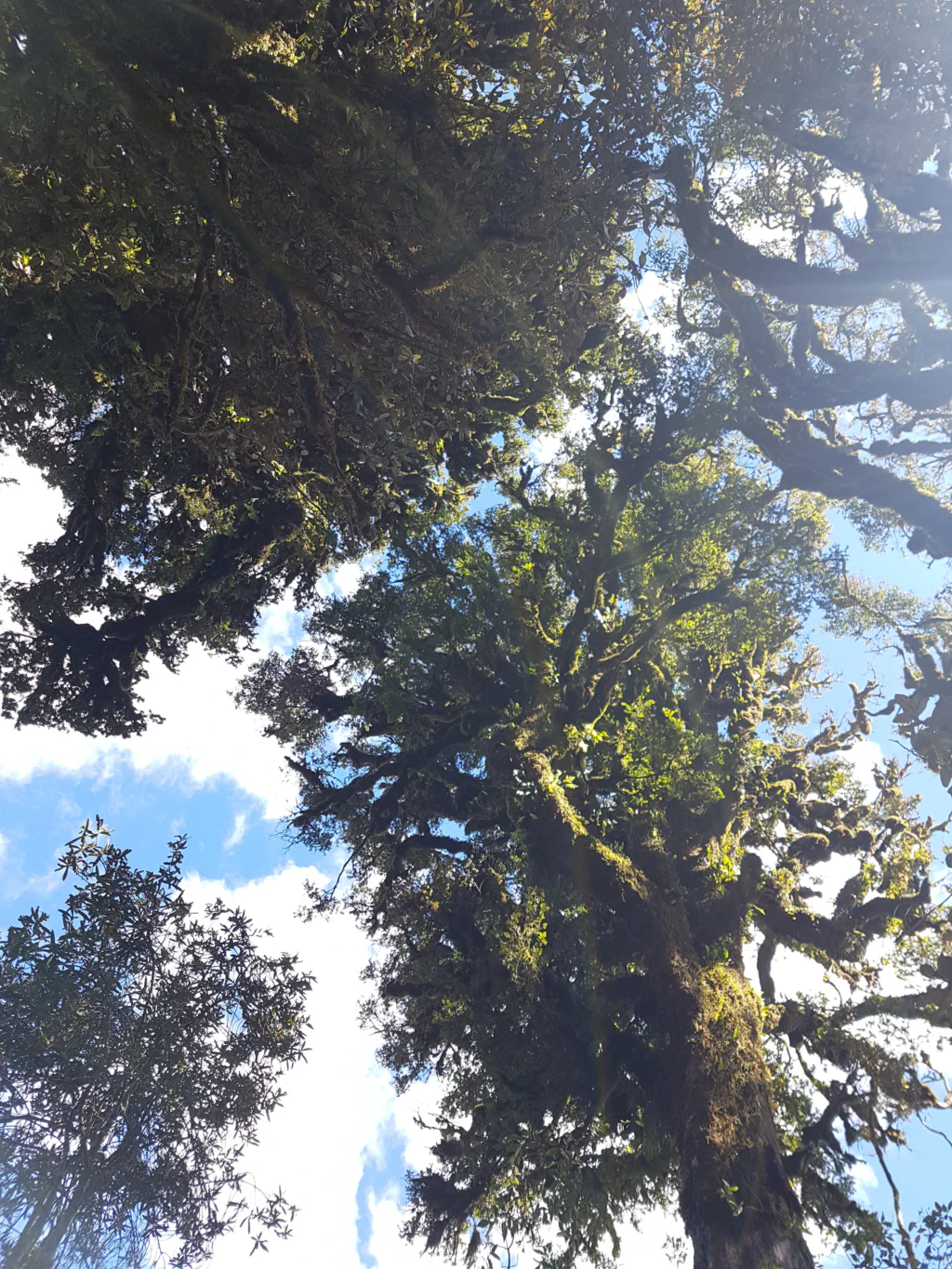 Timber Trail - viel besser instandgehalten