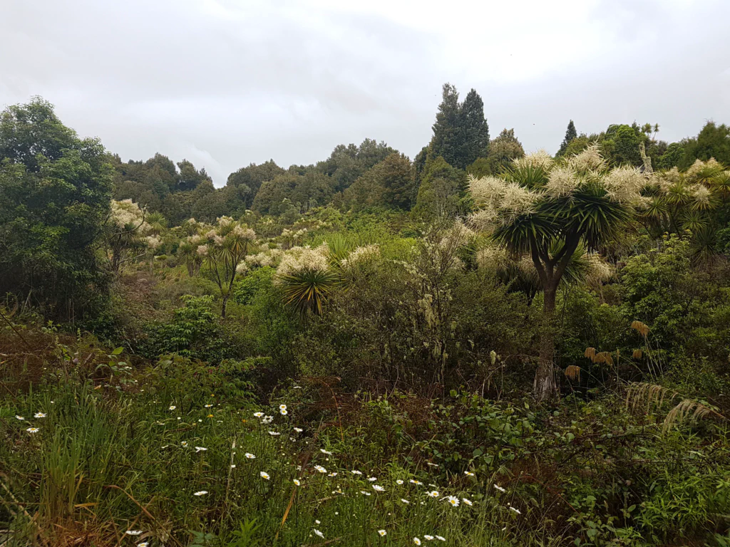 Morgenstimmung im Wald
