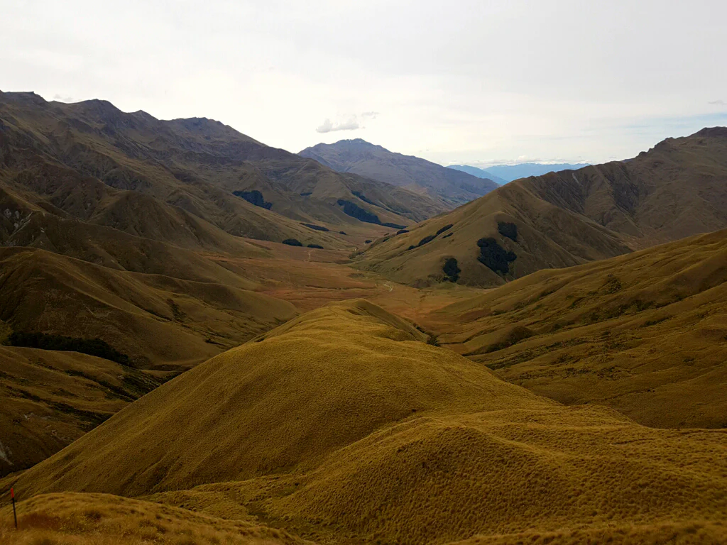 Dornbusch-ueberwachsener Weg