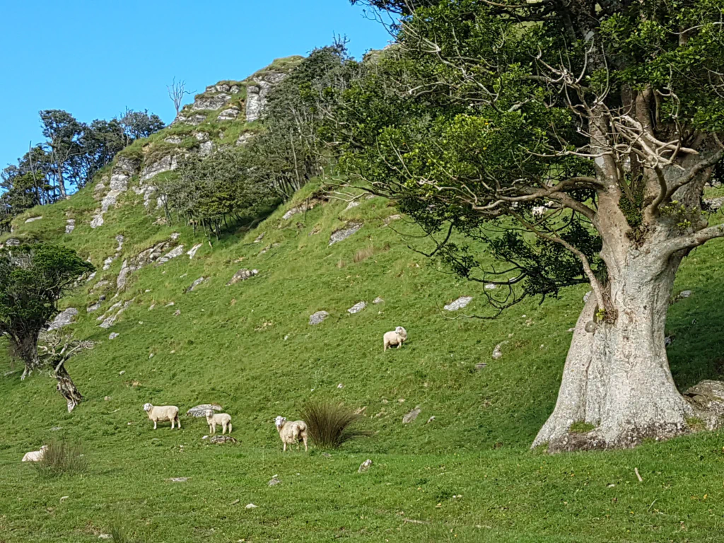 Schafe so weit das Auge reicht