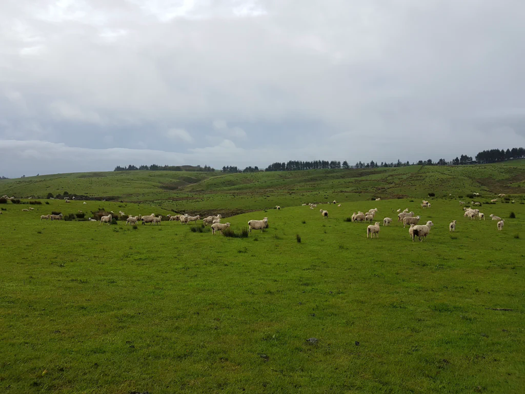 Schafe auf der Weide