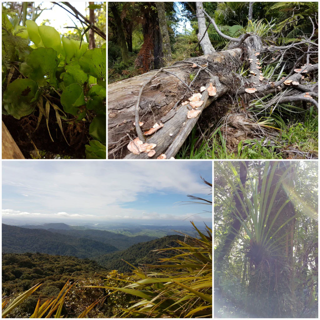 Durch den dichten Wald kaempfen