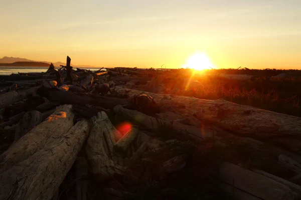 Beerenjagd auf dem Olympic Discovery Trail im Norden Washingtons (Teil 2)
