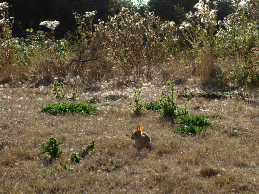 Die historischen Kanonen von Fort Casey
