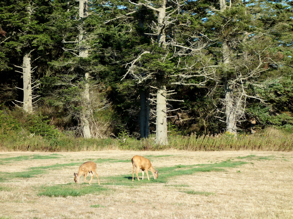 Auch hier tauchten Mal wieder ein paar Rehe auf.