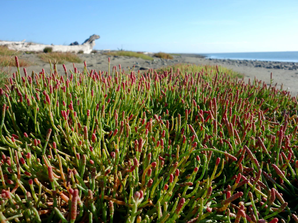 Spaziergang entlang der Landzunge