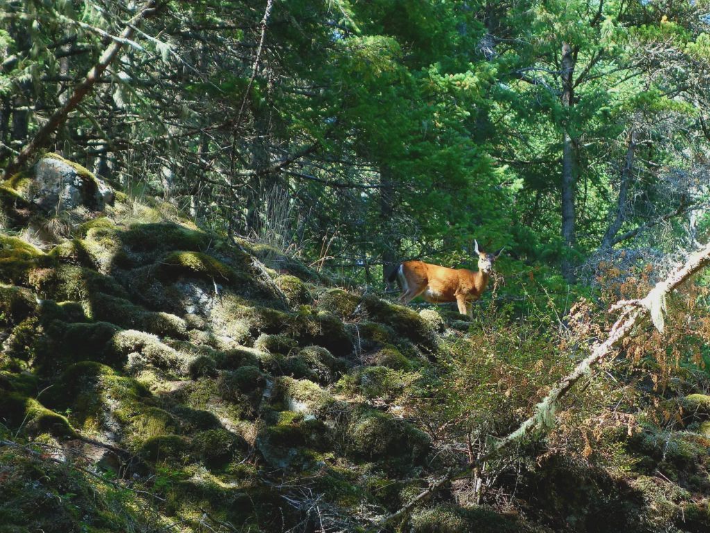 Wandern mit Meerblick