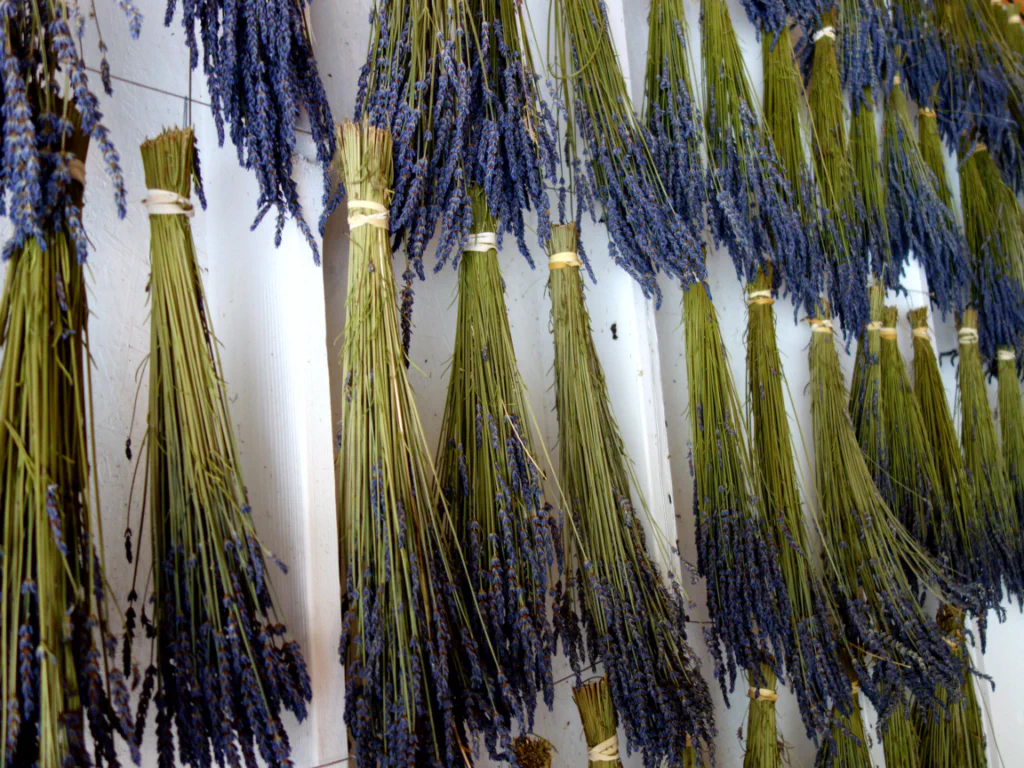 Pelindaba Lavendelfarm