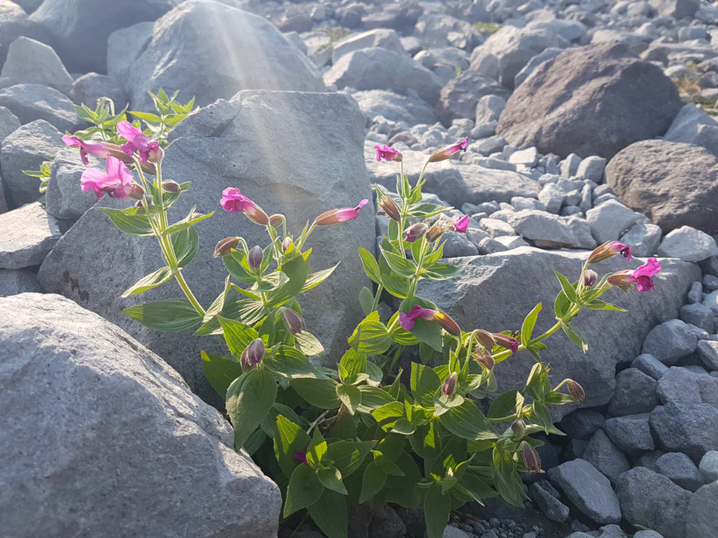 Blick auf Mount Rainier
