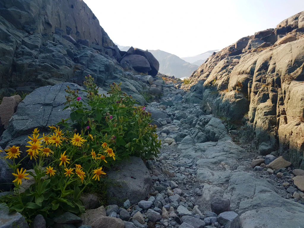 Wahnsinn - selbst hier wachsen noch Wildblumen!